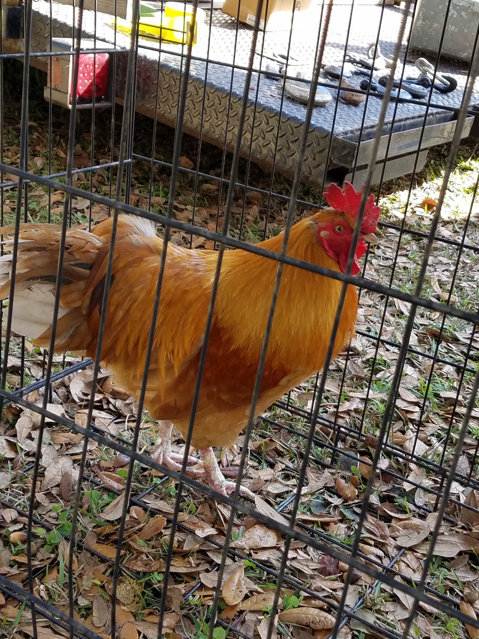 Chickens, Hens, Roosters