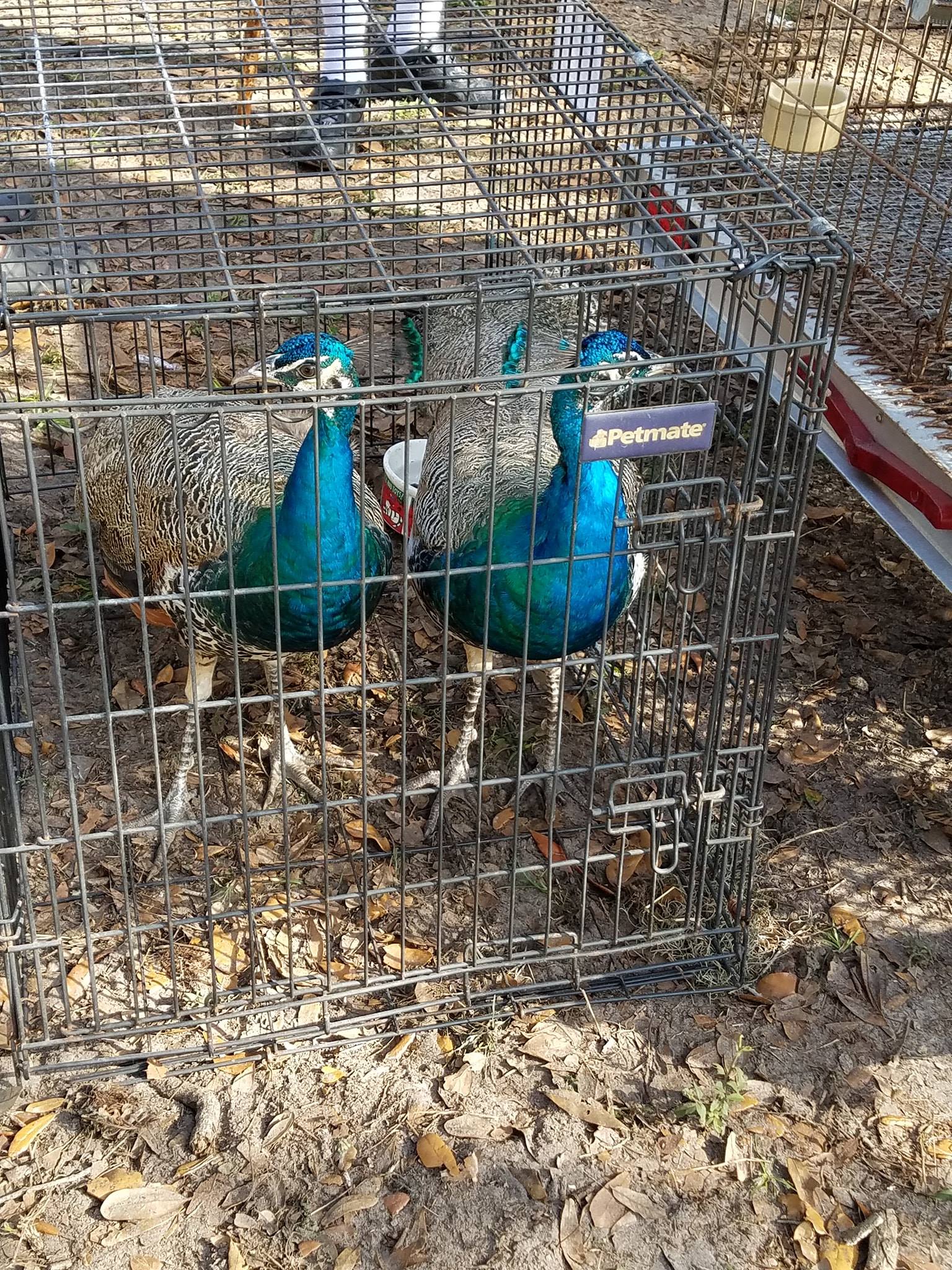 Peacocks