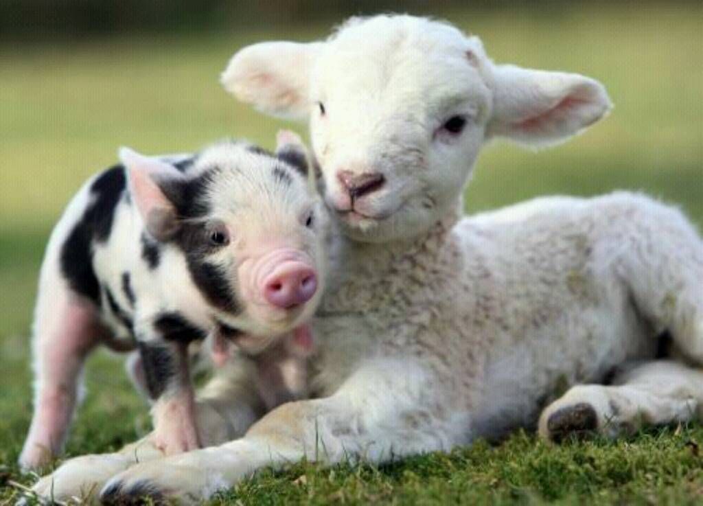 Piglet & Lamb