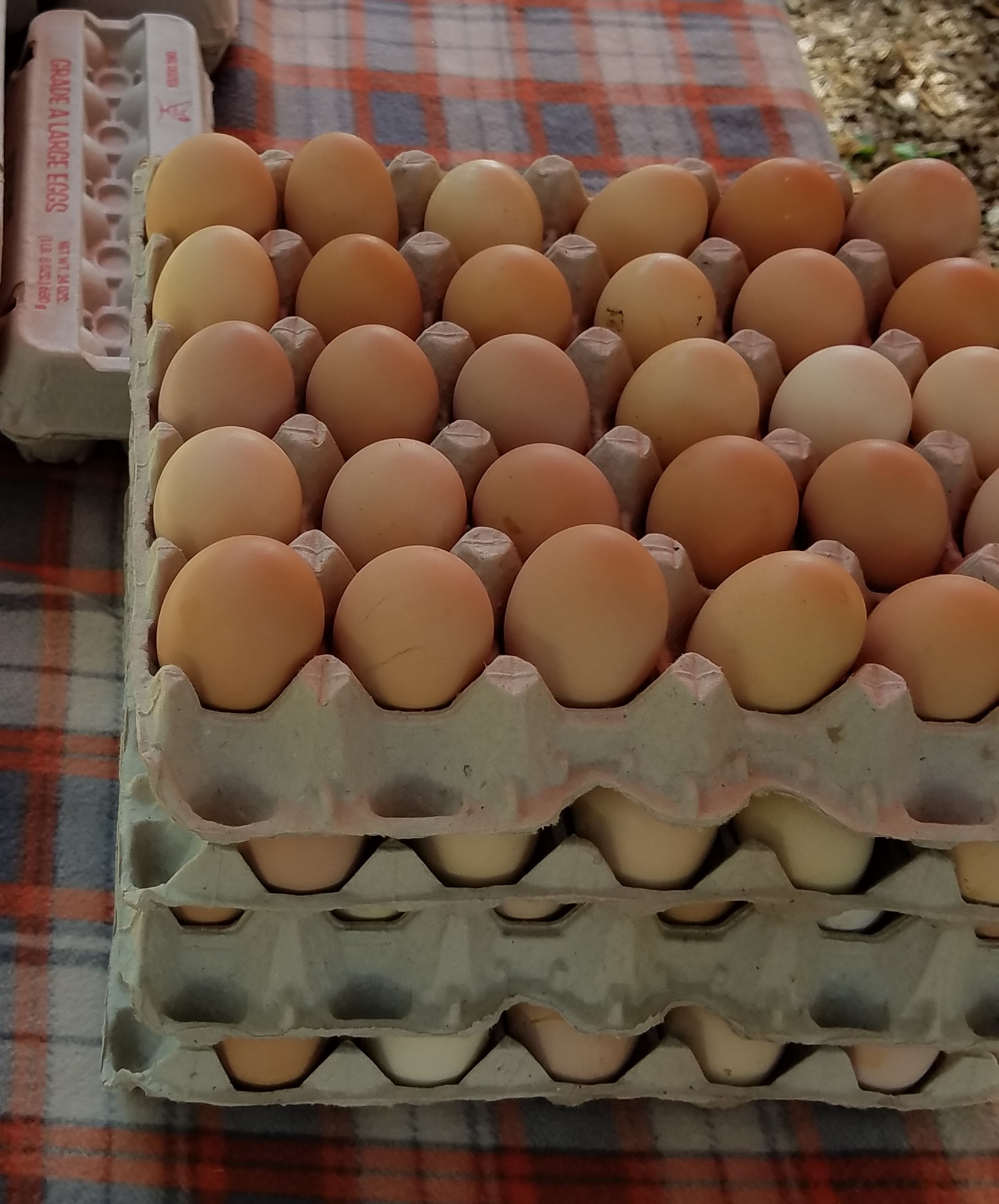 fresh eggs, cage free eggs, egg flats