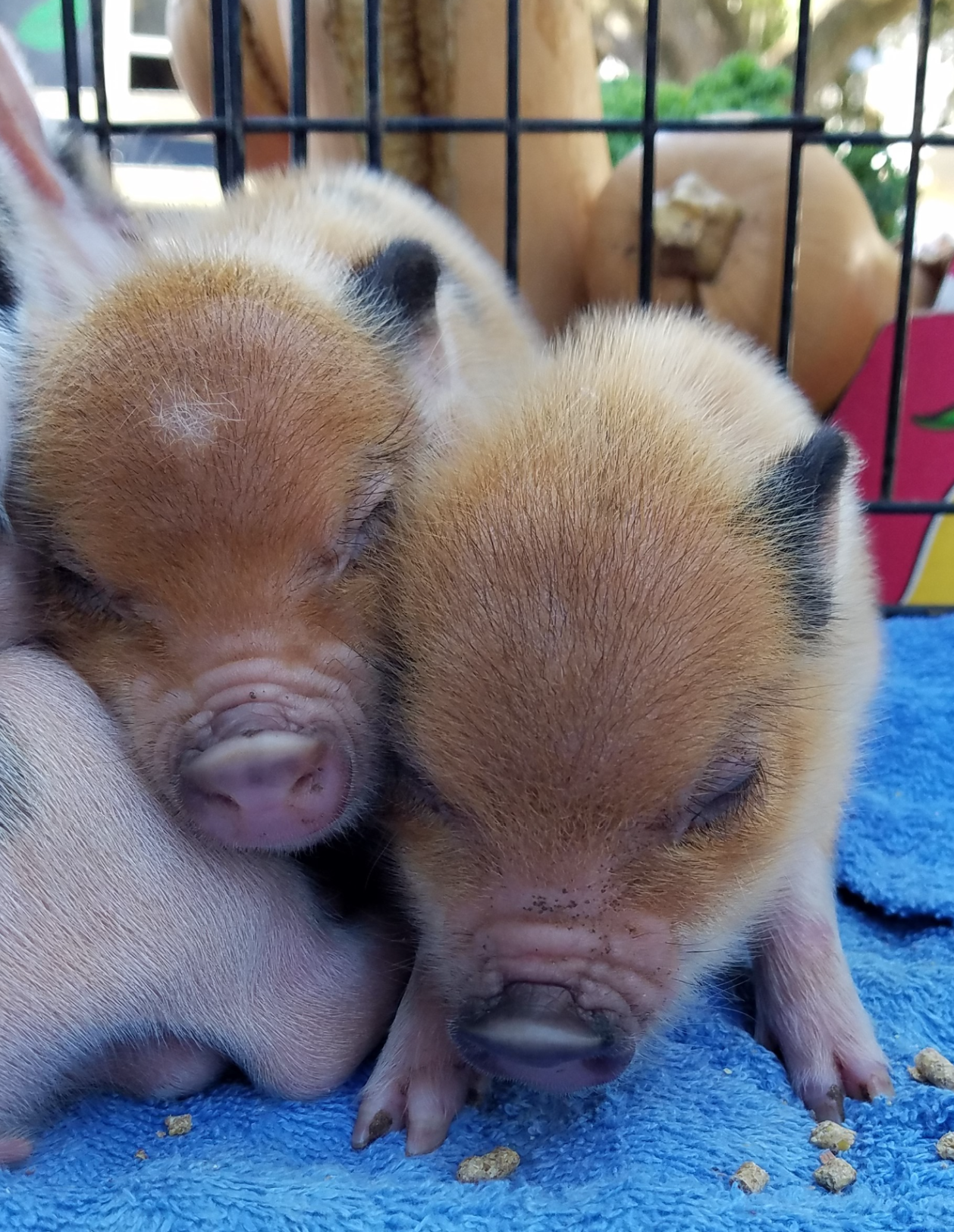 piglets