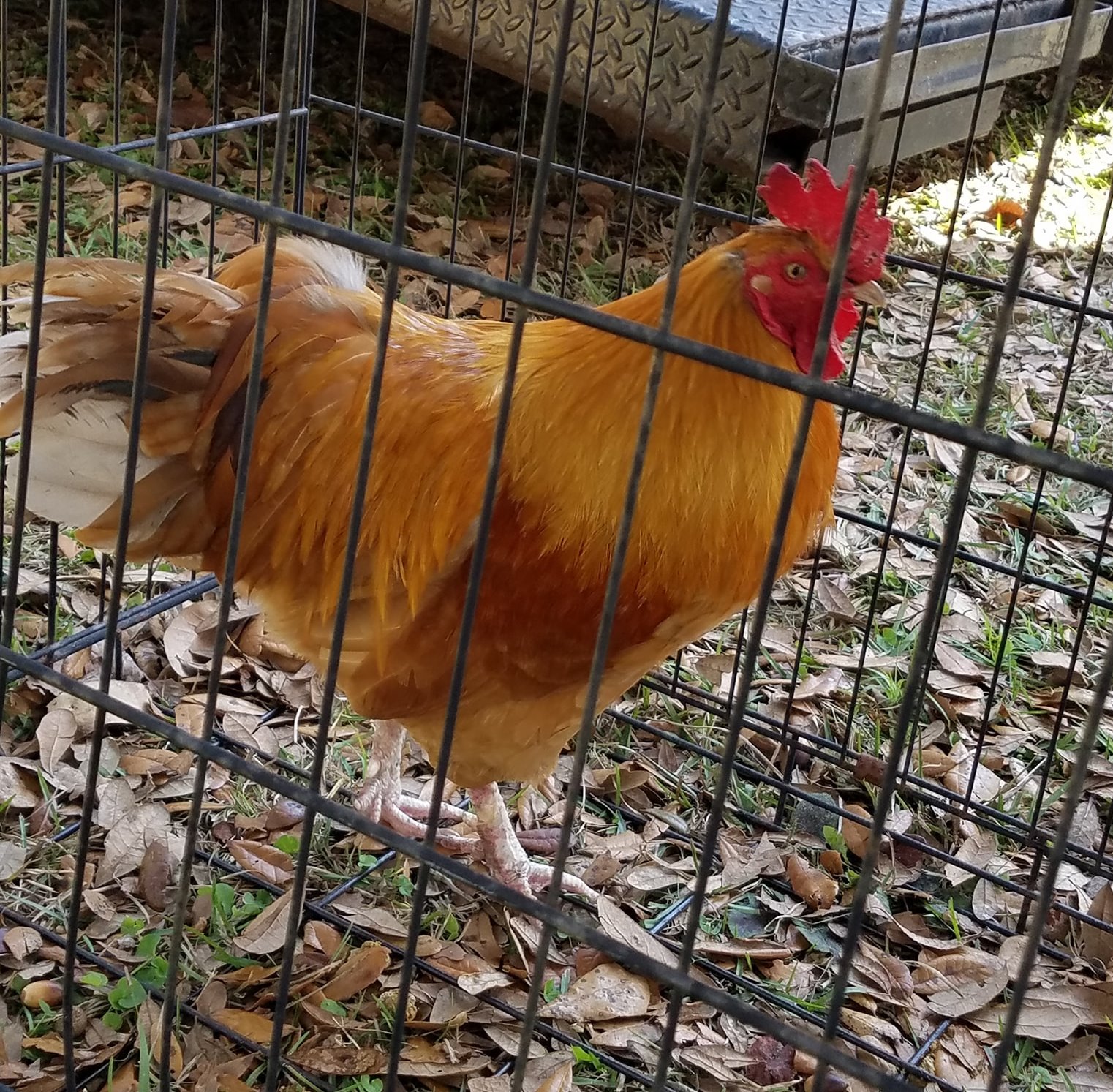 Chickens, Poultry, Hens, Roosters